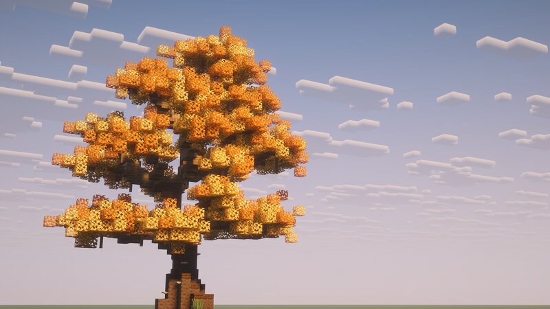 Black Poplar - Populus nigra preview