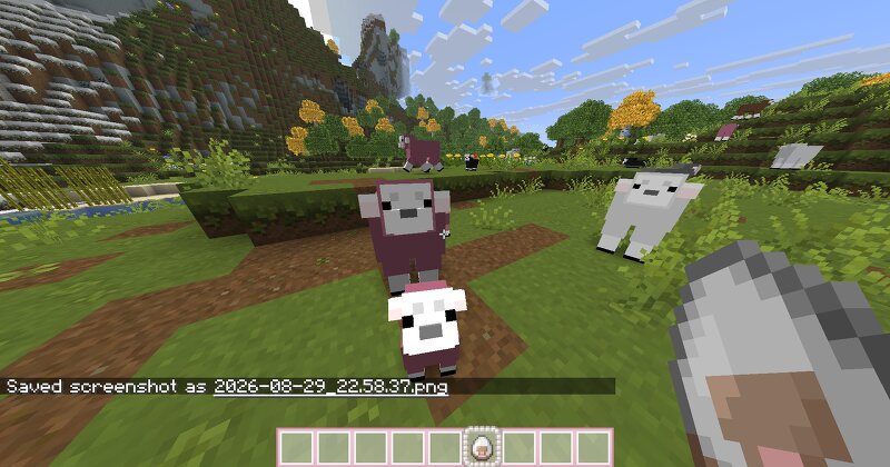 R4CC's Cute Sheep preview