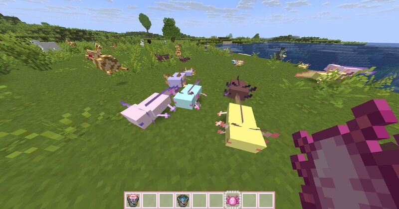 R4CC's Cute Axolotls preview